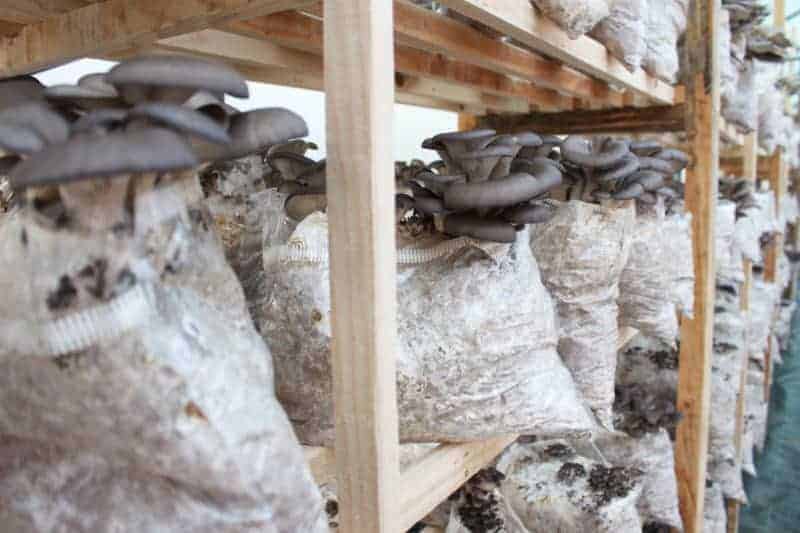 Holzregal mit Austernpilzen, die aus Substrat-Säcken wachsen