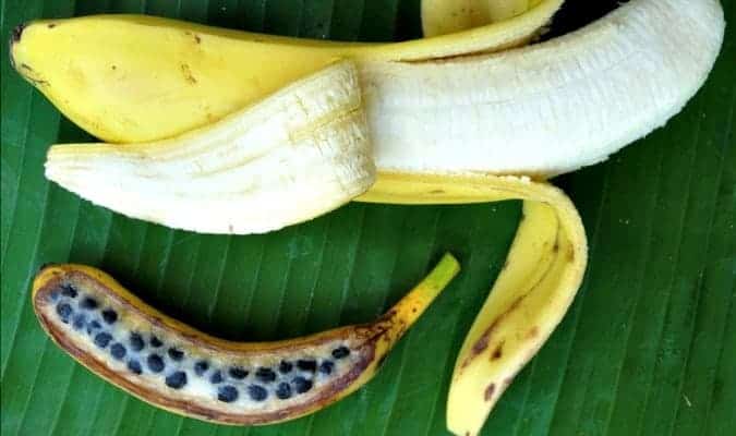 Banane Gentechnik nein DAnke