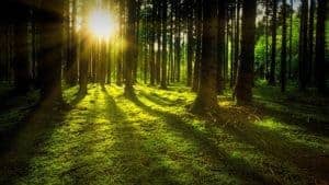Mit Sonnenlicht durchfluteter Wald