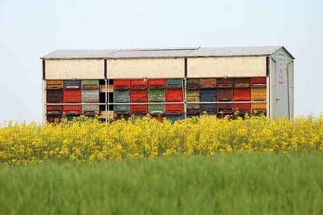 Große Bienenstockanlage direkt neben einem gelb blühenden Rapsfeld