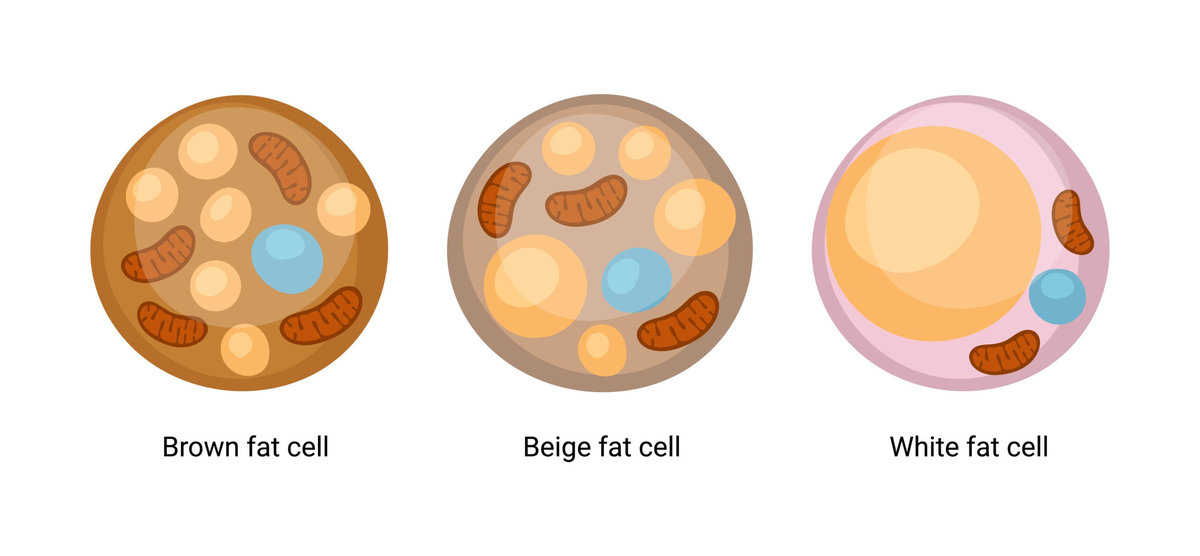 Braune Fettzellen vs. beige Fettzellen