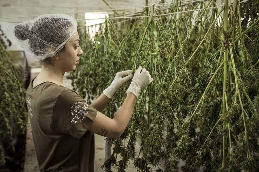 Medizinischer Cannabis bei der Trocknung