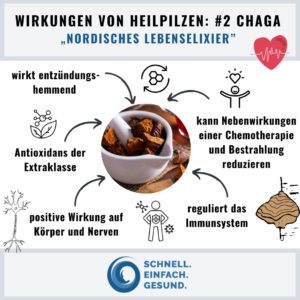 Wirkungen und Vorteile vom nordischen Lebenselixier Chaga Pilz