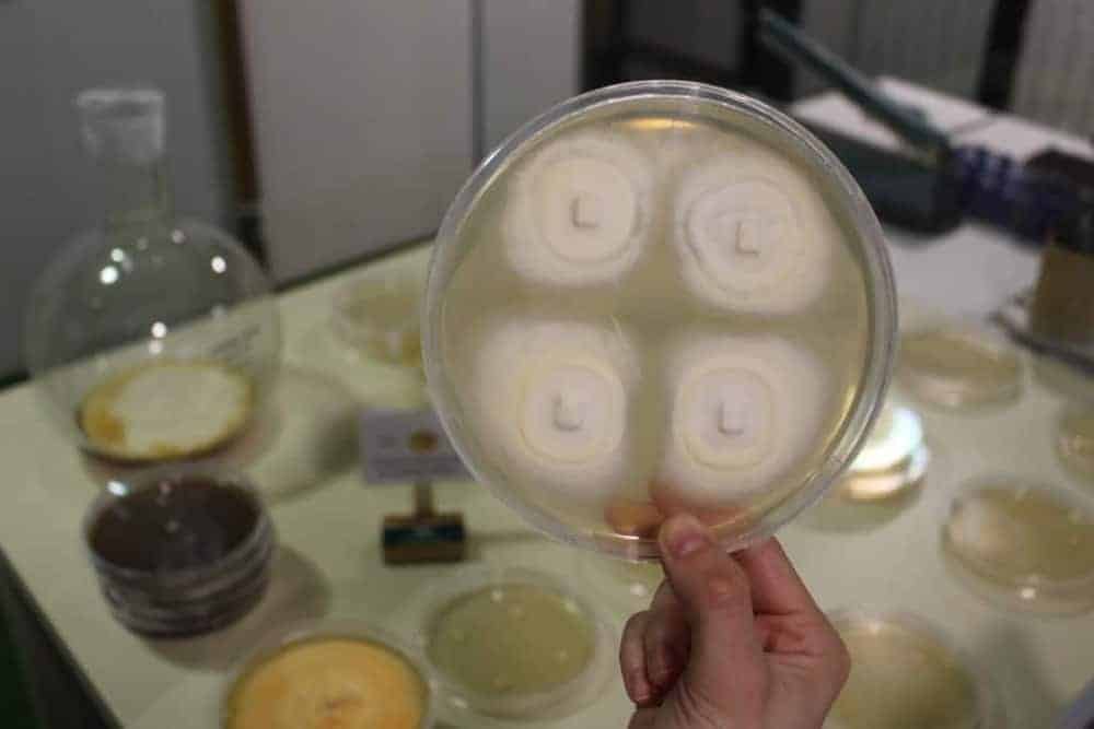 Cordyceps sinensis in Petrischale mit Laborutensilien auf Tisch im Hintergrund