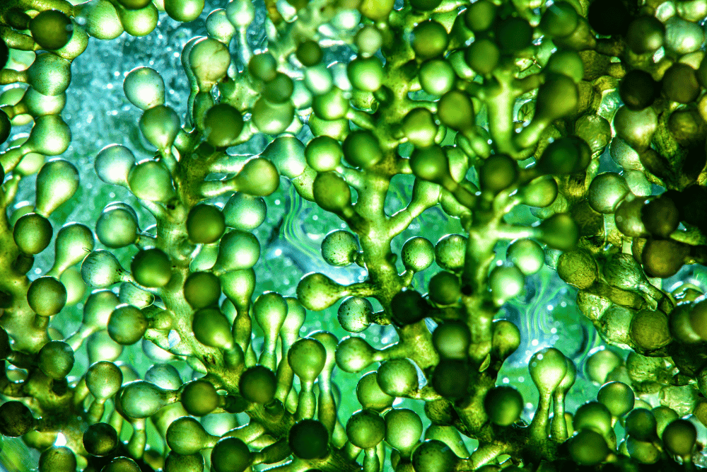 Fischöl oder Algenöl - Algen im Meer