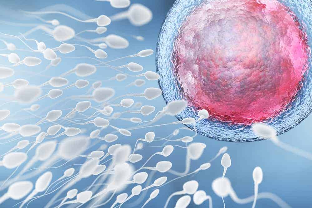 Fruchtbarkeit steigern, Spermium und Eizelle in Nahaufnahme