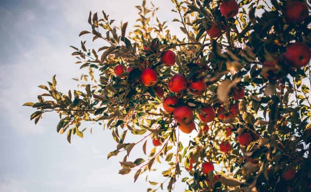 Reich mit leuchtend roten Äpfeln beladener Baum und blauer Himmel