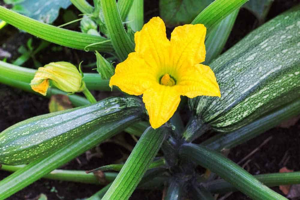 Frische Zucchini-Pflanze mit gelber Blüte und Fruchtkörper