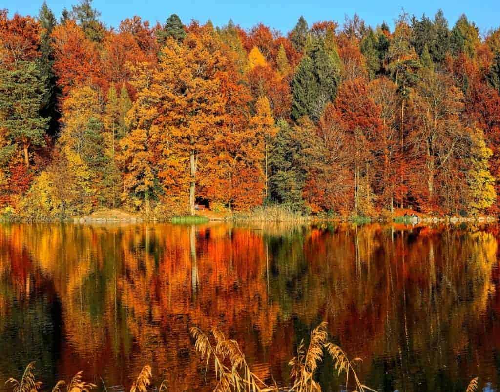Herbstwald mit See im Vordergrund
