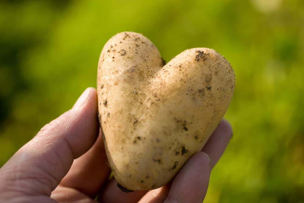 Herzförmige Kartoffeln in Hand vor grünem Hintergrund