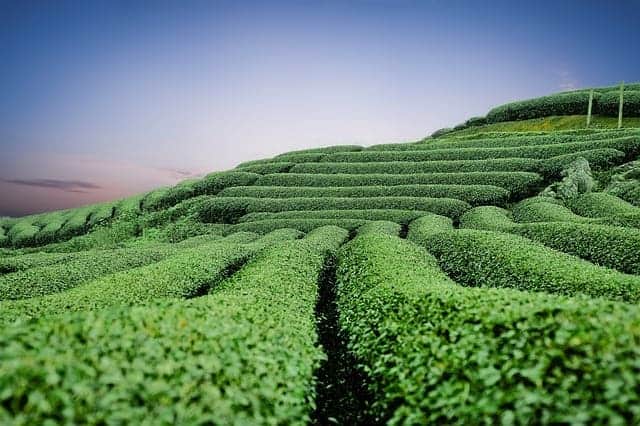 Üppig grüne Tee-Terrasse in der Dämmerung