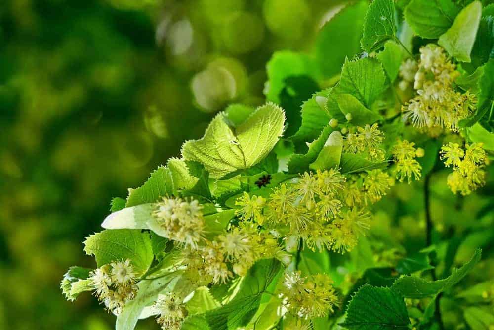 Lindenblüten als Hausmittel gegen Fieber- Blühender Lindenbaum in Nahaufnahme