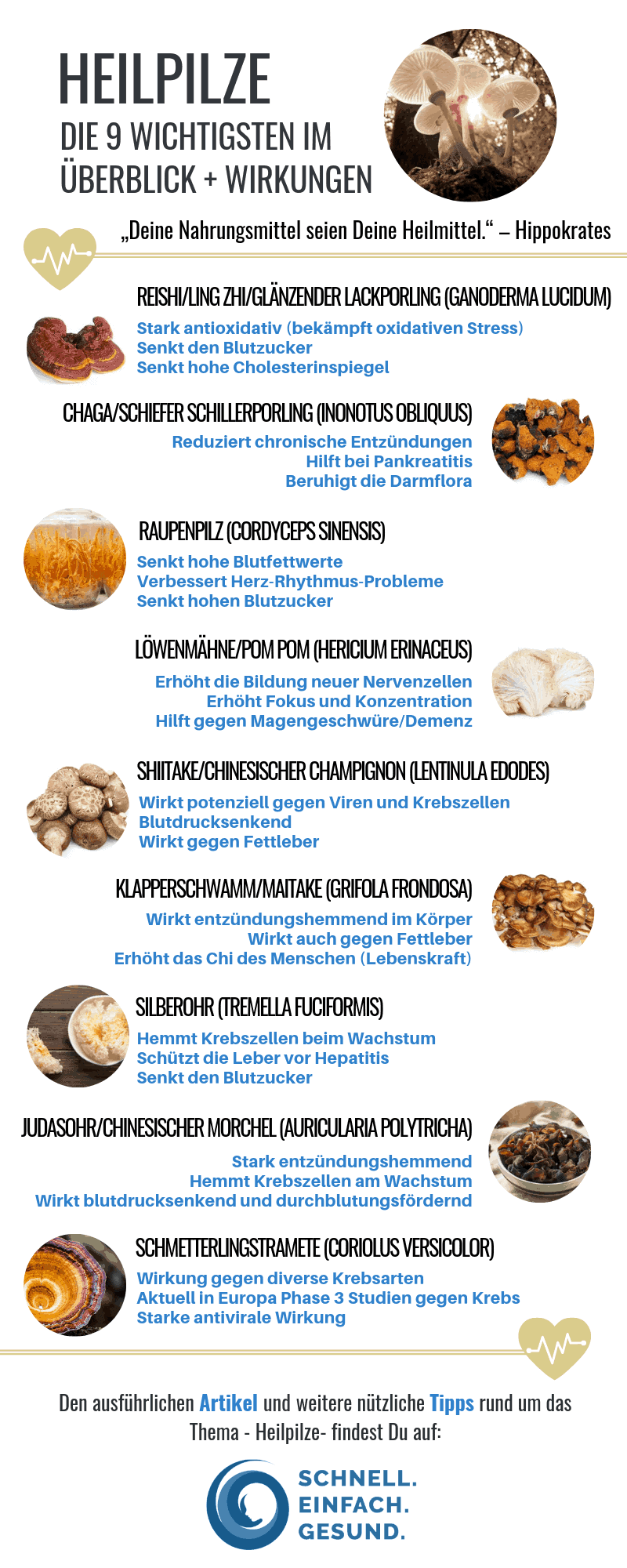 Heilpilze Infografik die wichtigsten Pilze im Überblick