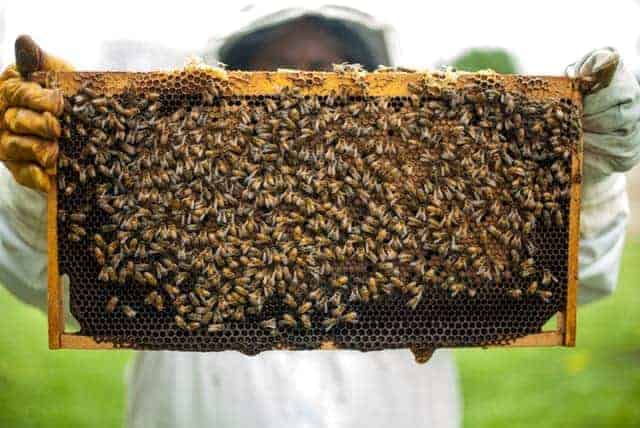Mit Bienen bedeckte Bienenwabe im Vordergrund präsentiert von Imker in Schutzkleidung