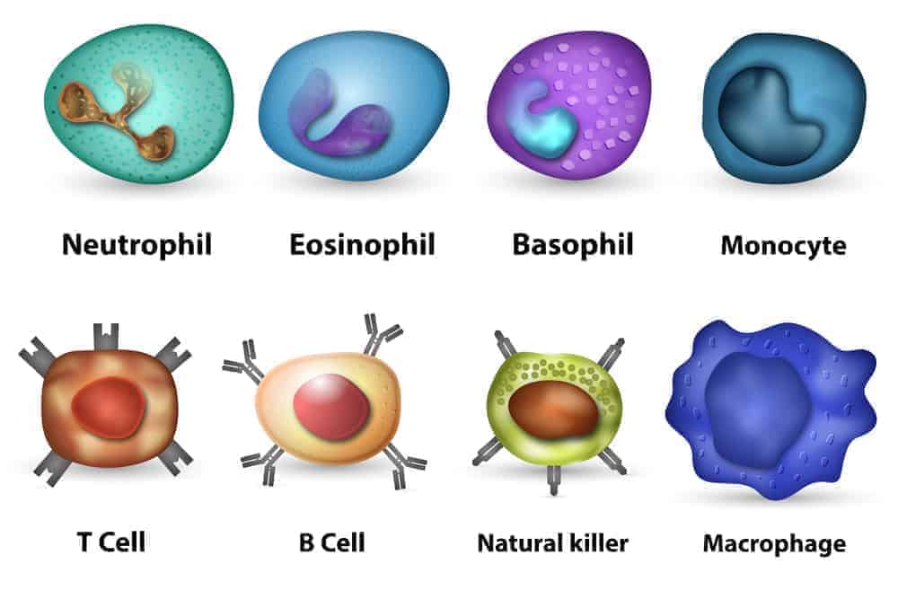 Immunsystem stärken - Immunzellen im Überblick