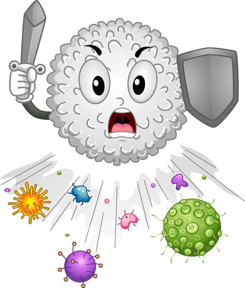 Immunzellen gegen Entzündungen im Körper