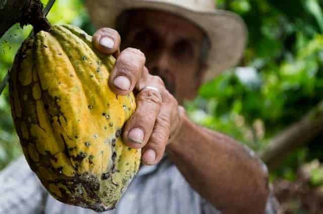 Kakao Frucht bei der Ernte mit gebräuntem Mann im Hintergrund