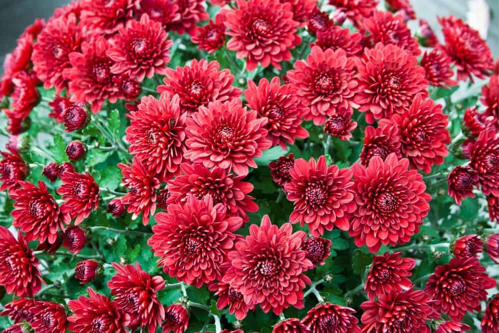 Rote Chrysanthemen