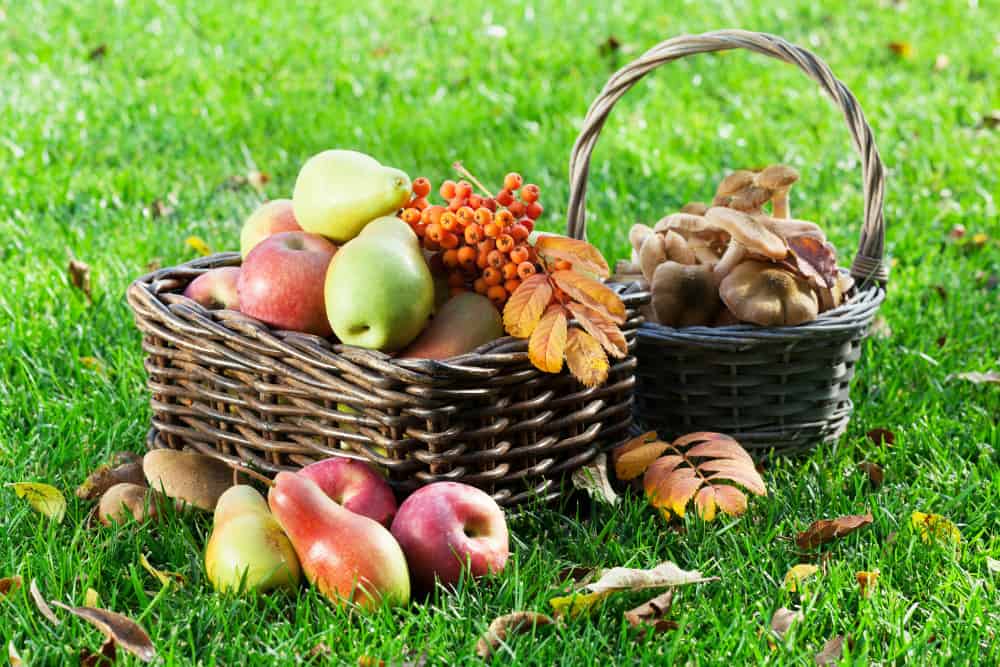 Lebensmittel Herbst sammlen