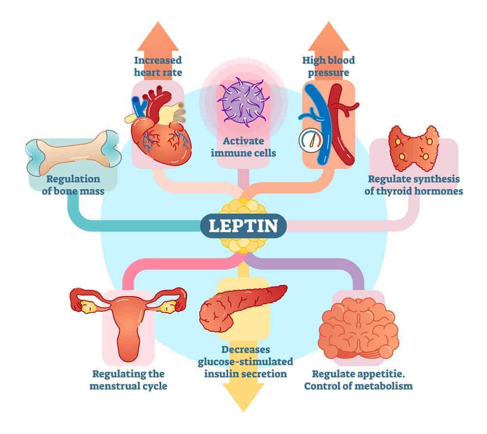 Leptin und seine Wirkungen Infographik
