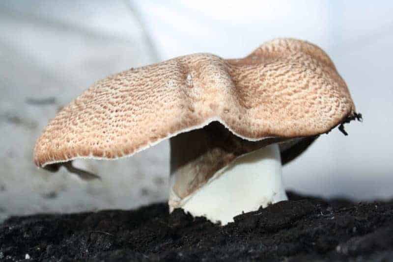 Mandelpilz (Agaricus Blazei) in Kultur mit auffällig großem Hut