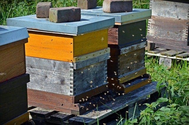 Drei kastenförmige Bienenstöcke aus Holz nebeneinander auf Holzpaletten