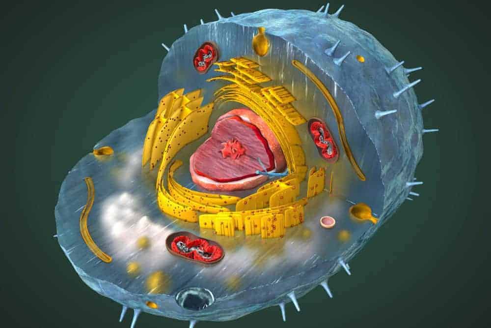 Mitochondrien stärken Tipps