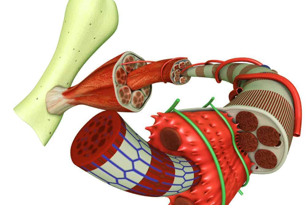 Bindegewebe umschließt Knochen, Muskeln, Fasern und alle Gefäße