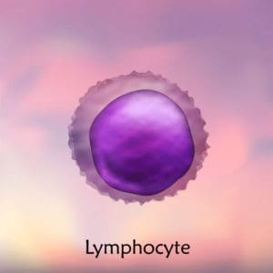 Lymphozyt - Immunzelle für unsere natürlichen Abwehrkräfte