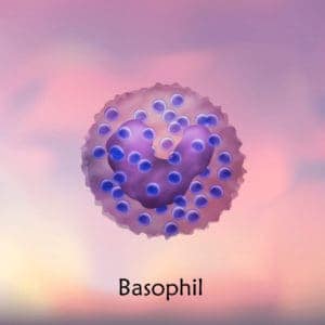 Basophil - Immunzelle für unsere natürlichen Abwehrkräfte