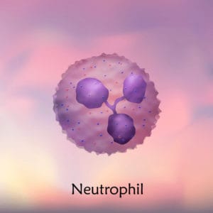 Neutrophil - Immunzelle für unsere natürlichen Abwehrkräfte