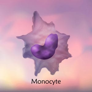 Monozyt - Immunzelle für unsere natürlichen Abwehrkräfte