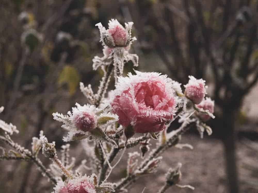 Rosen bei Frost