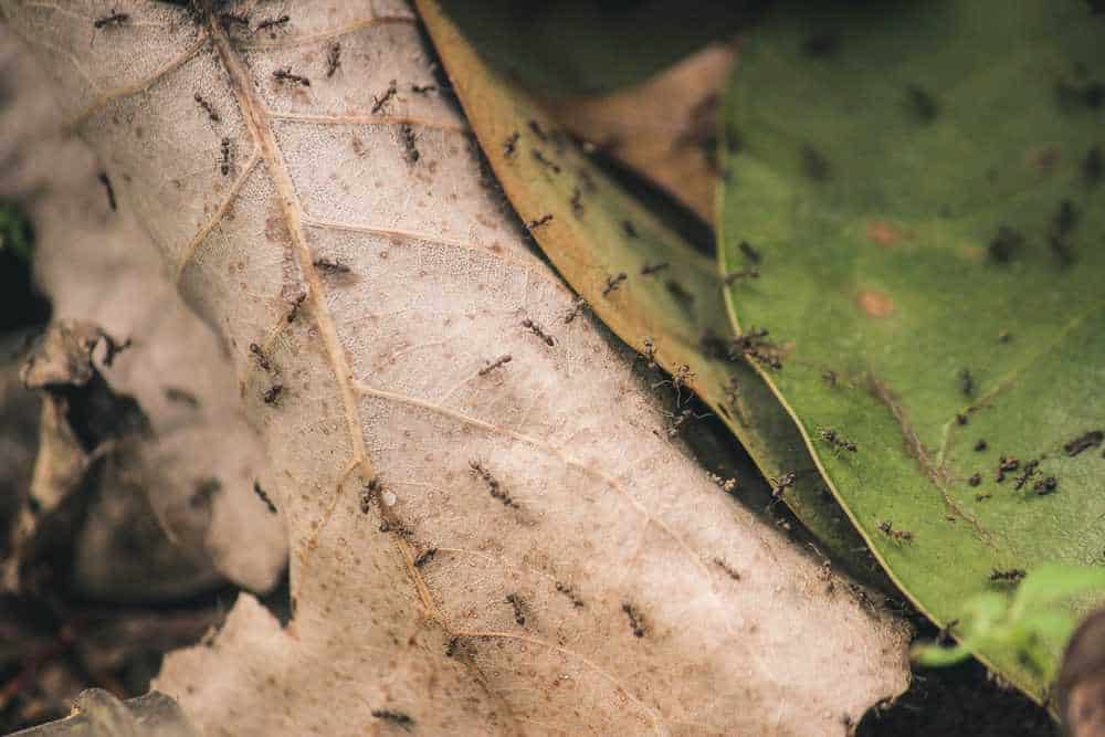 Ameisen auf Blättern
