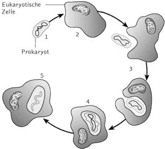 Richtig atmen - Endosymbiontentheorie als Zyklus in Skizze dargestellt