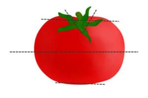 Tomate mit Schnittlinien
