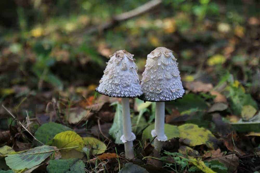 Zwei ältere Schopftintlinge auf mit Laub bedecktem Waldboden