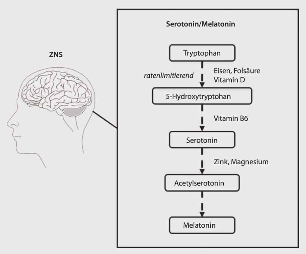 Schaubild über Serotoninsynthese
