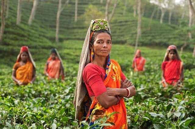 Fünf indische Frauen in Tracht inmitten einer Teeplantage