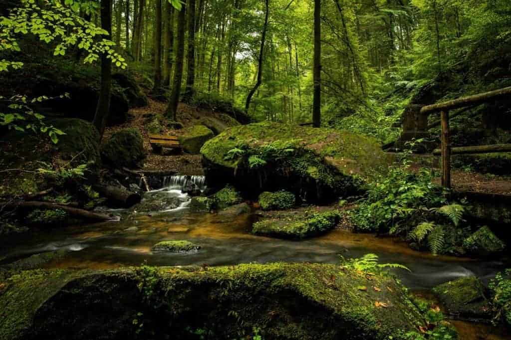 Waldbaden grüner Wald mit Bäumen und Moos