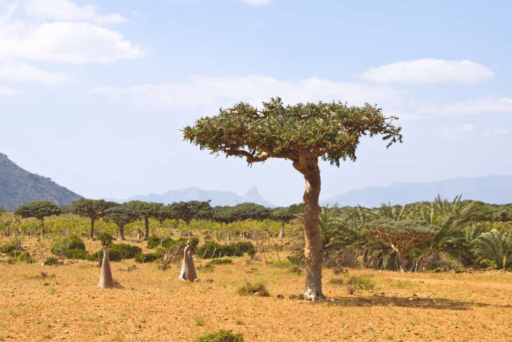 Weihrauch Baum in der afrikanischen Steppe