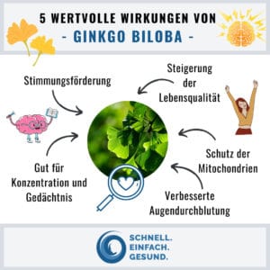 Wertvolle Wirkungen von Ginkgo Biloba Infographik