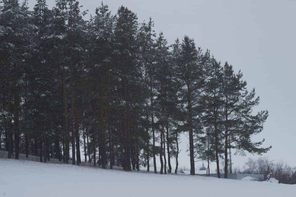 Winterdepression Winterlicher Wald in dunkler Atmosphäre