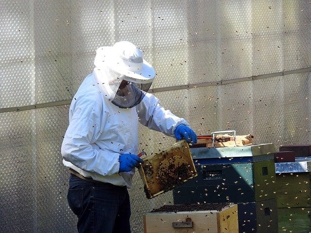 Imker mit Schutzkleidung inmitten eines Bienenschwarmes