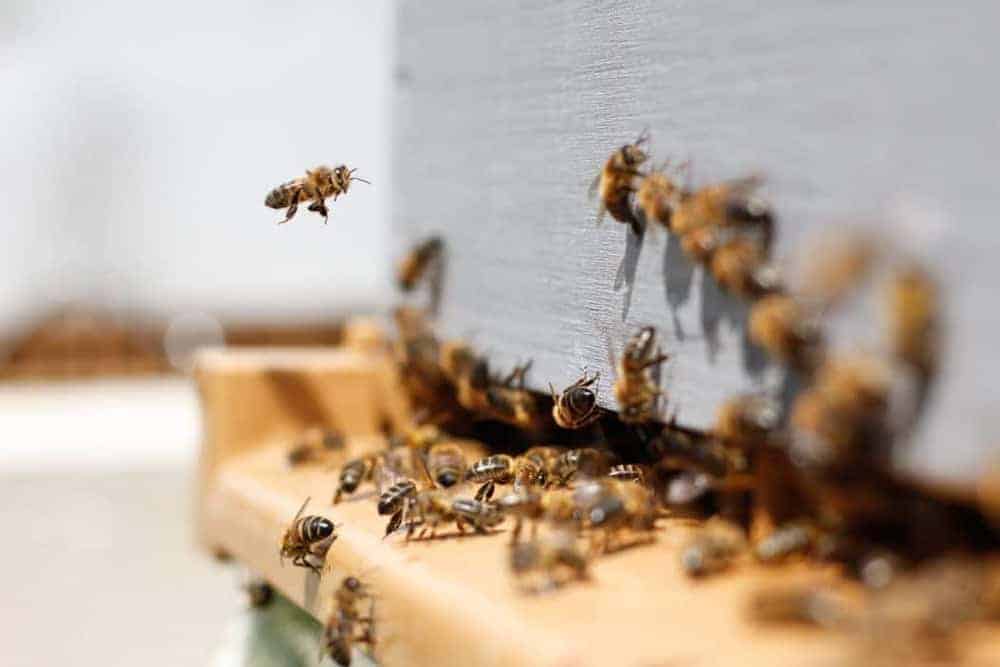 Ansammlung von Bienen im Eingangsbereich ihres Bienenstocks