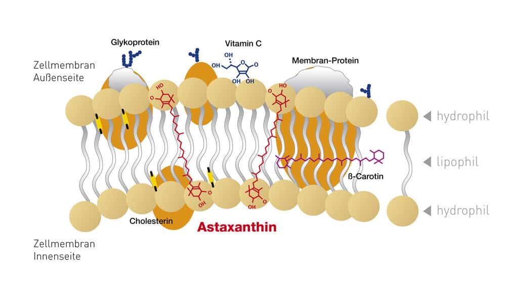 Astaxanthin Molekülform Zellmembran