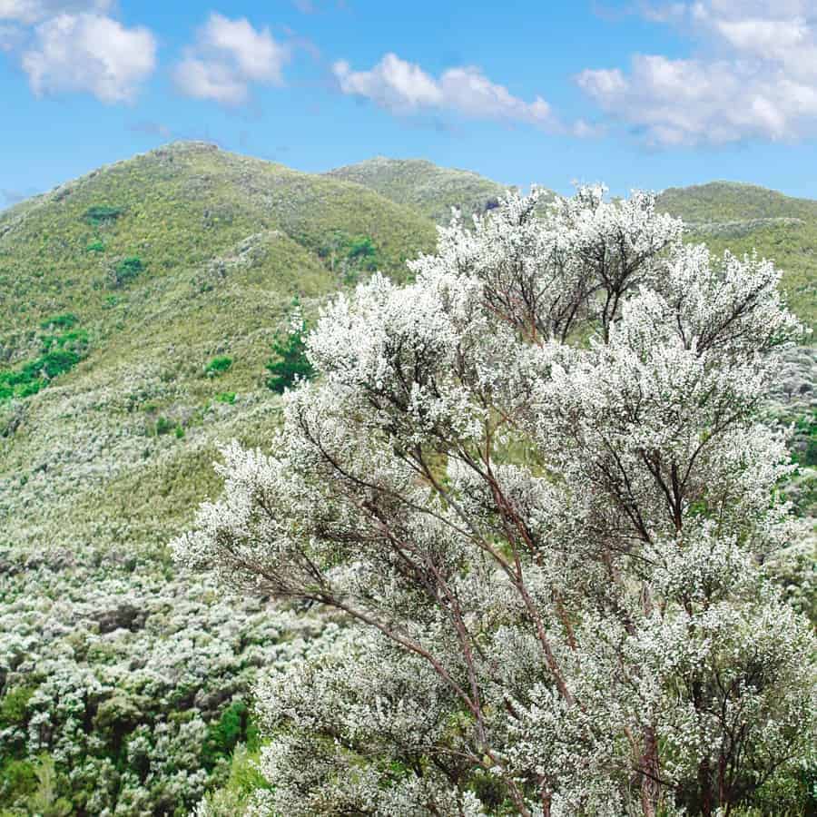 Gesamtaufnahme eines Manuka-Strauchs in voller Blüte mit grünen Hügeln im Hintergrund