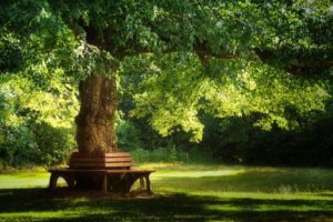 Sitzbank unter einem Baum in einem Park bei Sonnenschein