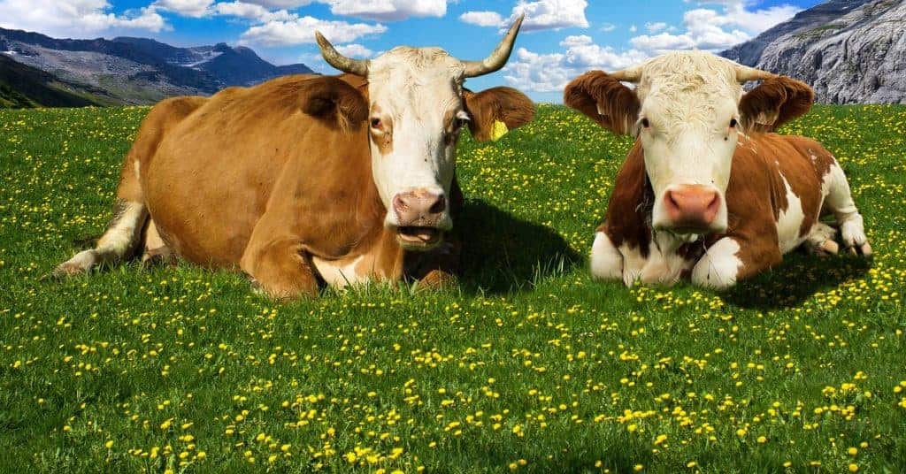 Zwei braun-weiße Kühe auf blühender Alpenwiese
